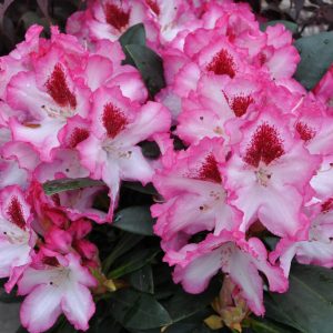 rhododendron hachmanns charmant