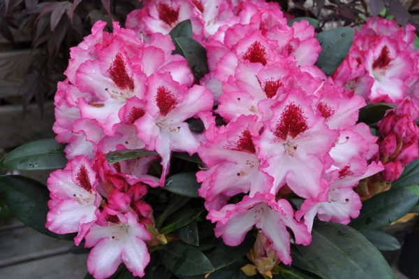 rhododendron hachmanns charmant