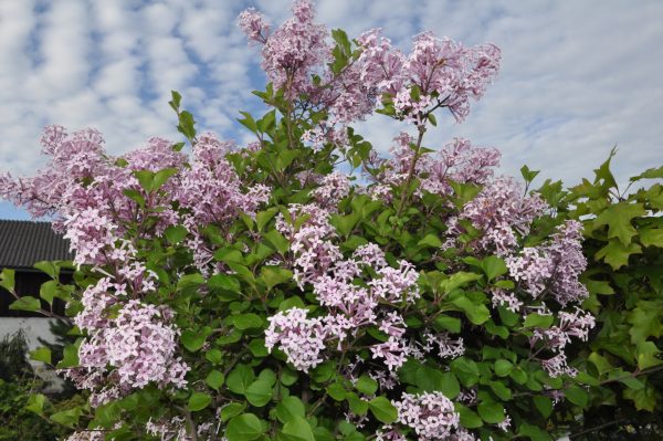 syringa palibin