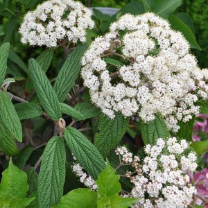 viburnum rhytidophyllum