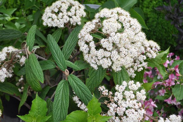 viburnum rhytidophyllum
