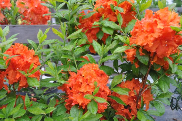 azalea