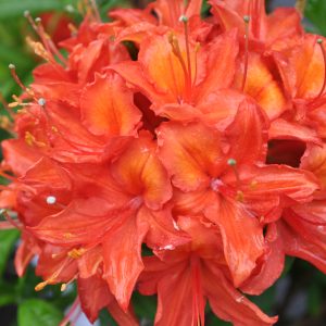 azalea satan