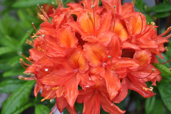 azalea satan