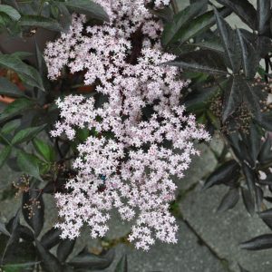 sambucus nigra black lace