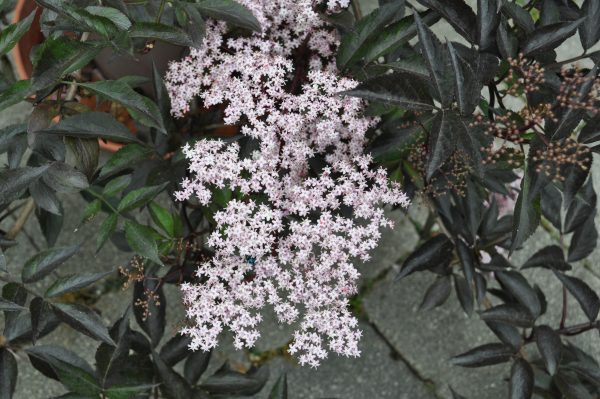 sambucus nigra black lace