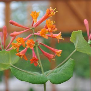 lonicera heckrotii