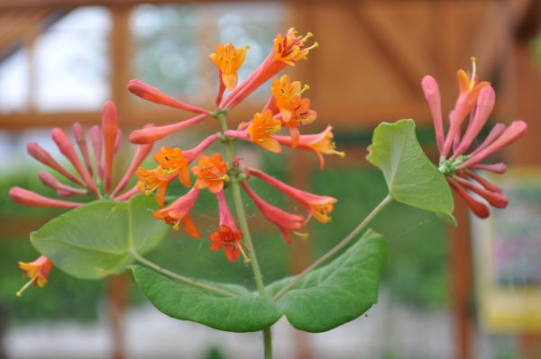 lonicera heckrotii