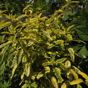 caryopteris clandonensis summer sorbet