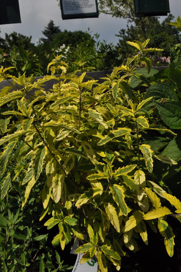 caryopteris clandonensis summer sorbet