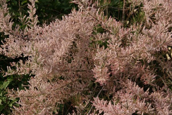 tamarix parviflora