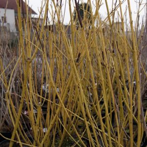 cornus sericea flaviramea