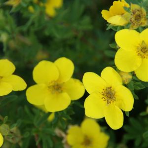 potentilla fruticosa goldstar