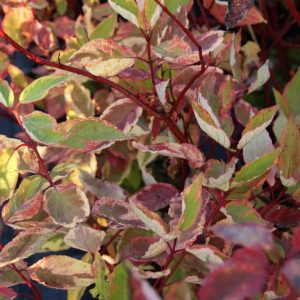 cornus alba spaethii