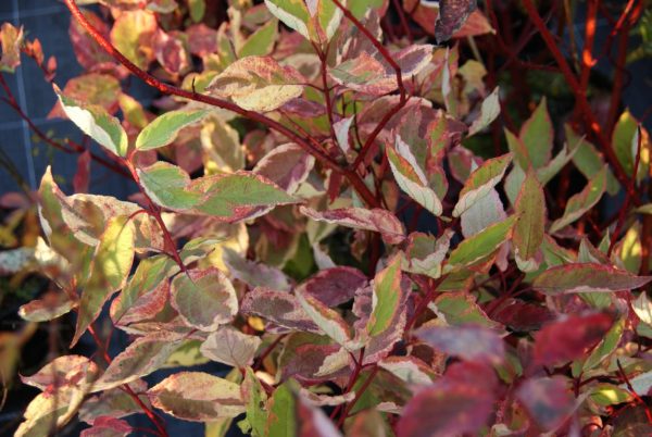 cornus alba spaethii