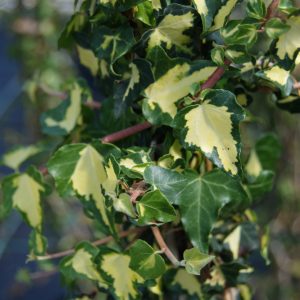 hedera helix gold heart