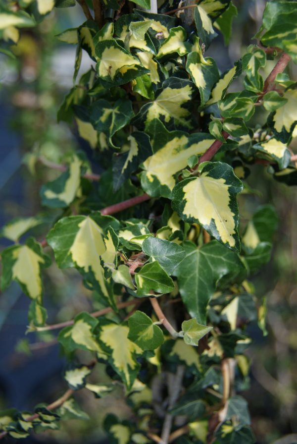 hedera helix gold heart