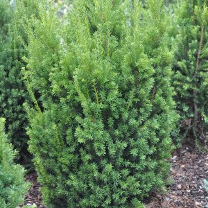 taxus media hilli