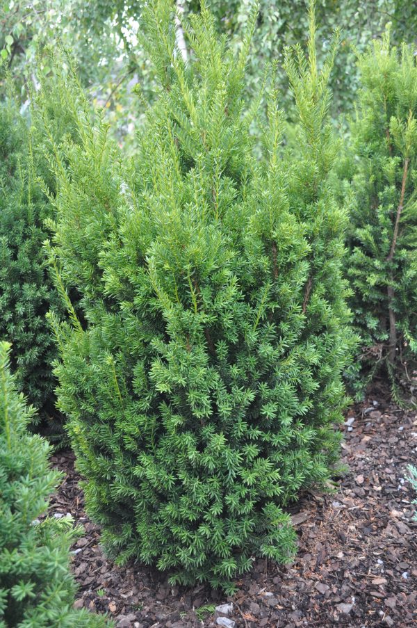 taxus media hilli