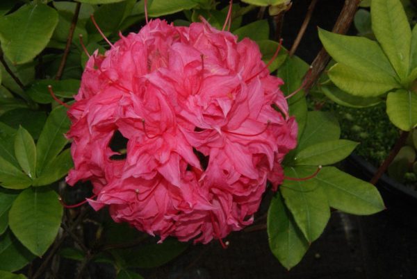 azalea homebush