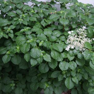 hydrangea petiolaris