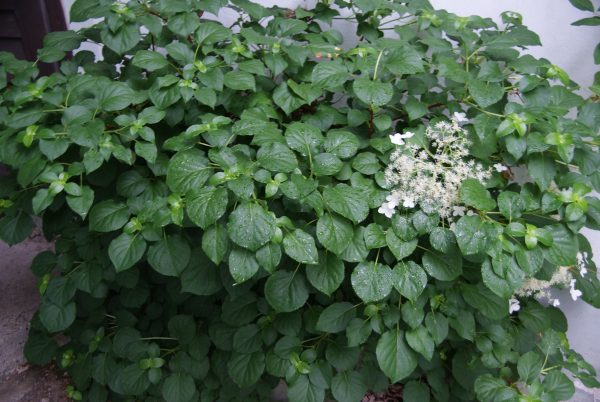 hydrangea petiolaris