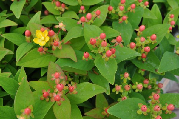 hypericum orange wave