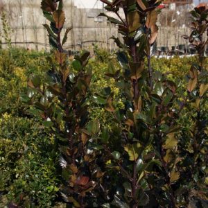 ilex messervaea blue prince