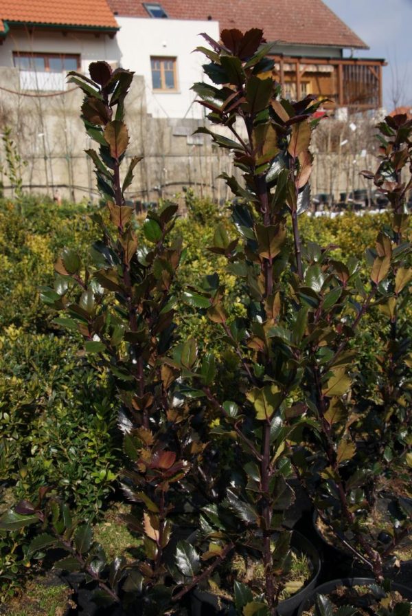 ilex messervaea blue prince