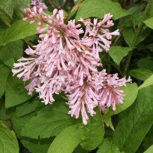 syringa James mc farmland