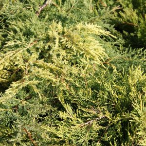 Juniperus old gold