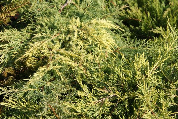 Juniperus old gold