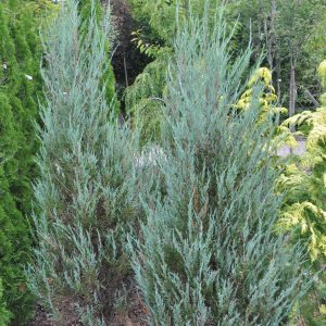 Juniperus blue arrow