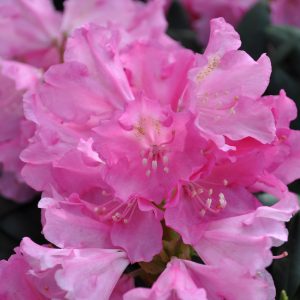 rhododendron kalinka