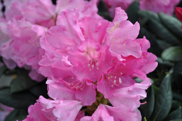rhododendron kalinka