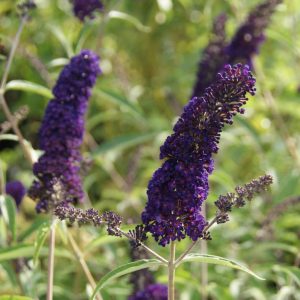 buddleja davidii black knight