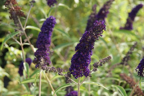 buddleja davidii black knight