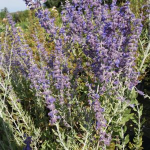 perovskia atriplicifolia little spire