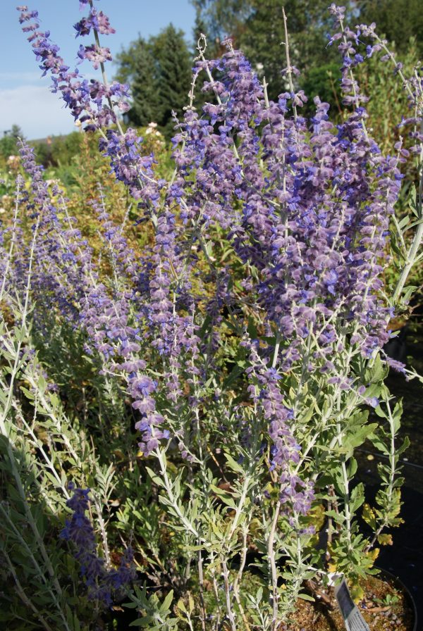 perovskia atriplicifolia little spire