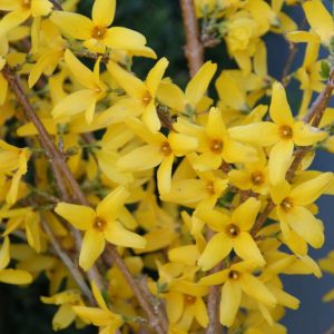 forsythia intermedia