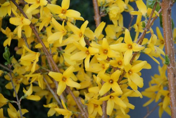 forsythia intermedia