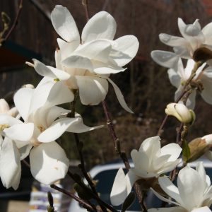 magnolia stellata