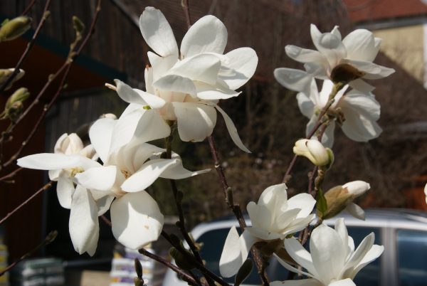 magnolia stellata