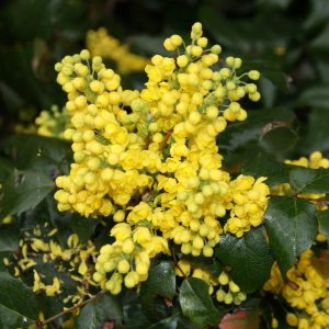 mahonia aquifolia smaragd