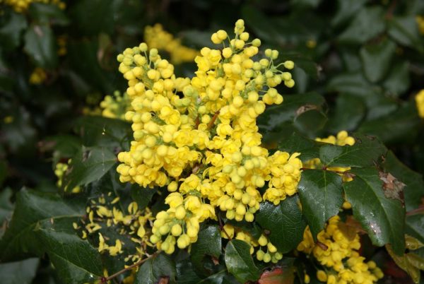 mahonia aquifolia smaragd