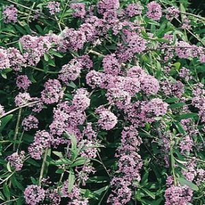 buddleja alternifolia unique