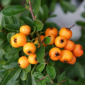 pyracantha orange glow