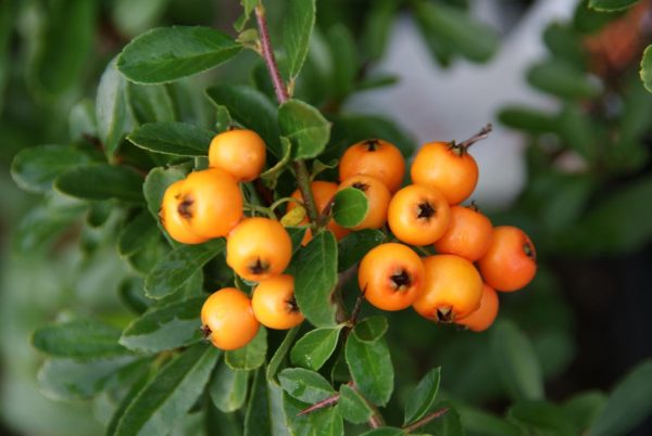 pyracantha orange glow