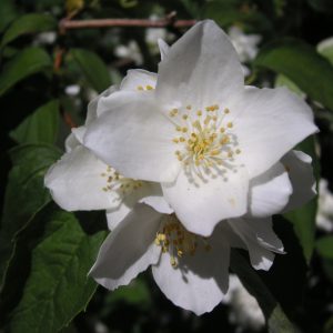 philadelphus coronarius