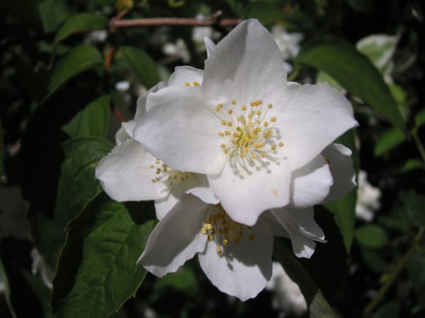 philadelphus coronarius